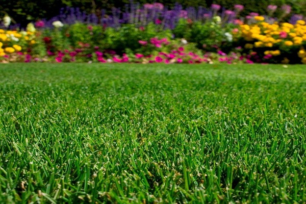 Посадка газона в домашних условиях – самые популярные травы