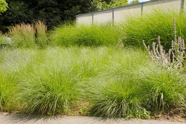 Посадка газона в домашних условиях – самые популярные травы