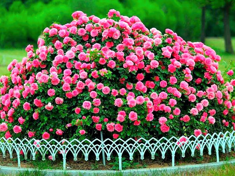 Ландшафтный дизайн моноклумба из роз